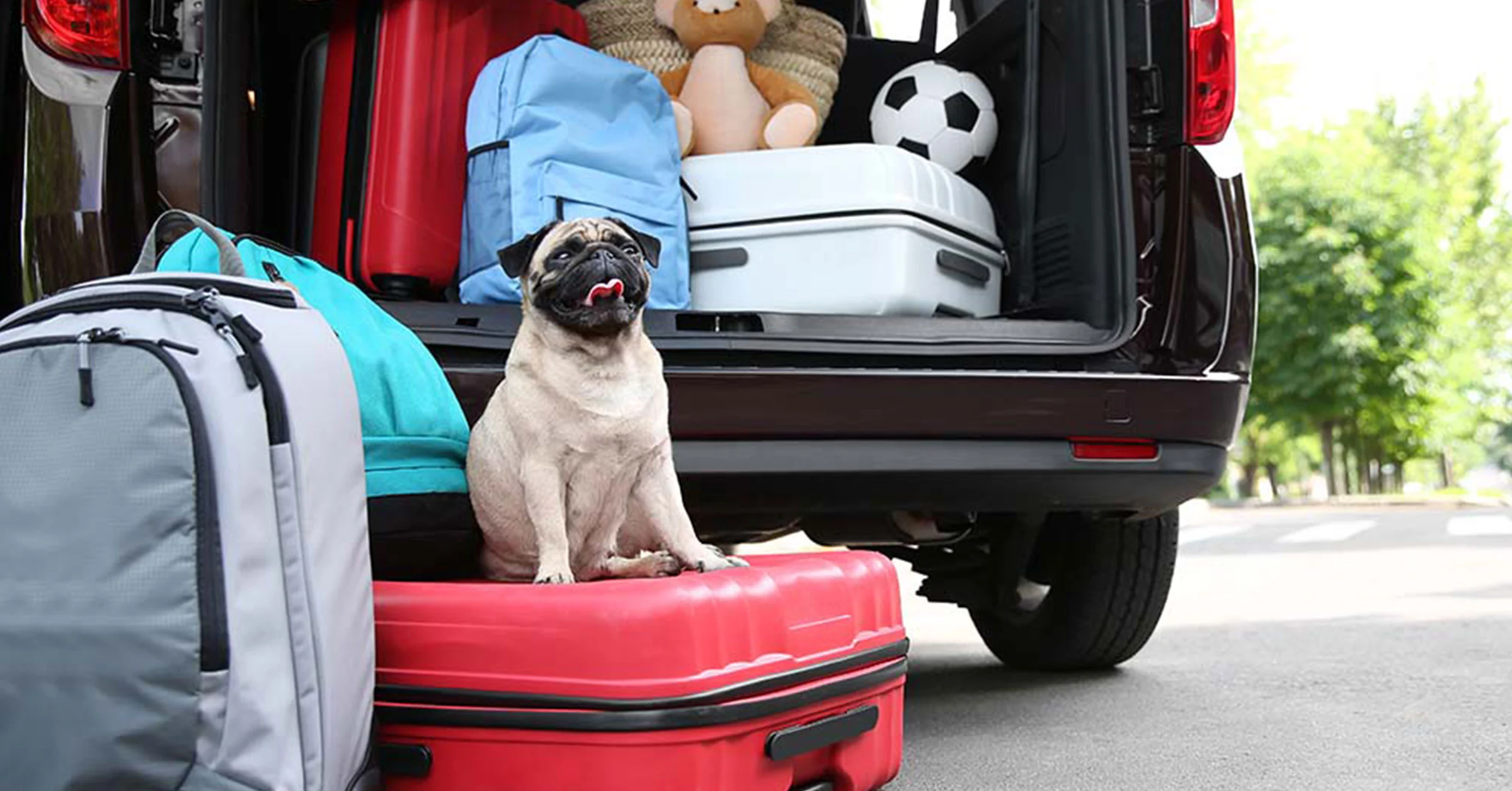 dog sitting on luggage on ground in front of care with luggage in back